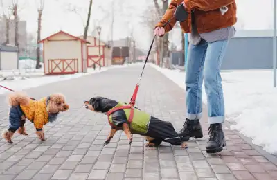 How to stop you dog barking at dogs