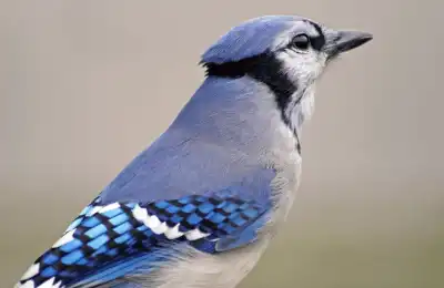 Close up of blue jay