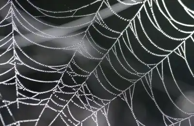 Are Spiders a Danger to Cats