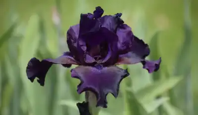 black iris
