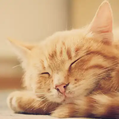 A cat sleeping peacefully.