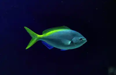 green and blue fish