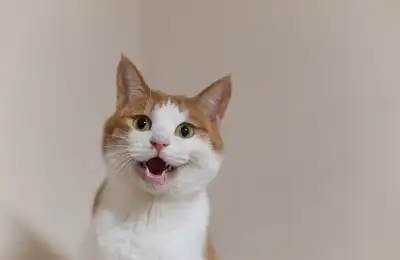 meowing ginger and white cat