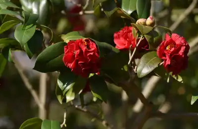 red Camellias 