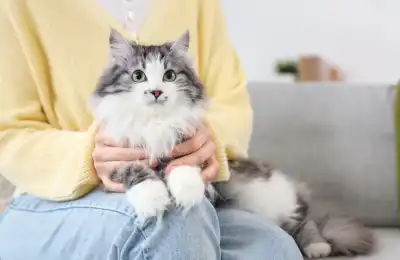Owner holding a cat