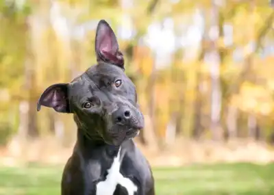 Dog body language dog cocked head