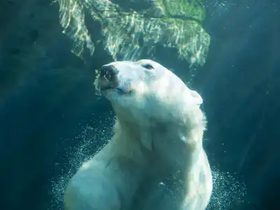 Swimming Polar Bear