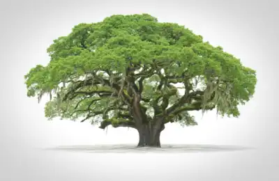 Oak Tree symbol