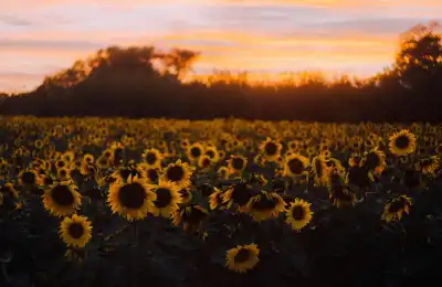 sunflower field at sunset