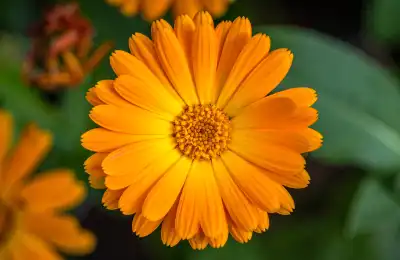 orange Calendula flower