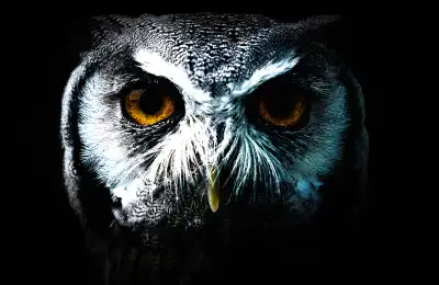 The Owl