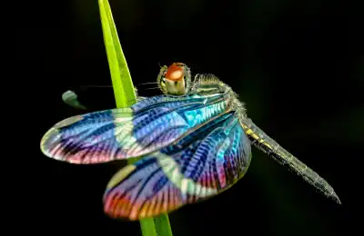 Is Seeing a Dragonfly Good Luck?