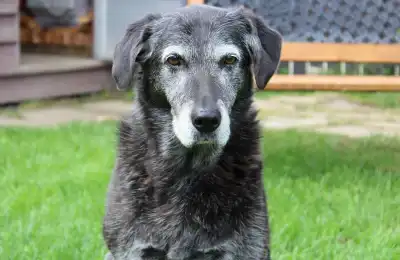 At What Age Is a Dog Considered Old
