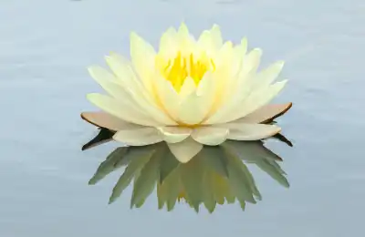 The Lotus Flower hindu symbol
