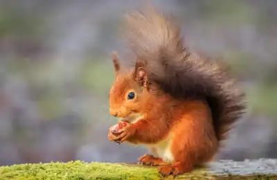Squirrel Colours and Their Spiritual Meanings
