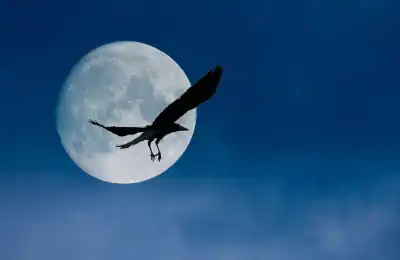 The Crow as a Spiritual Messenger