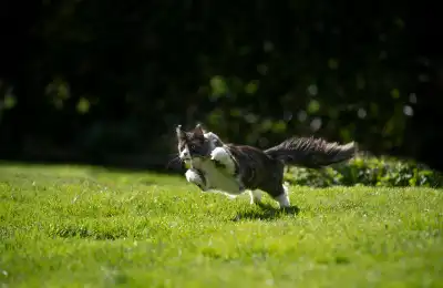 cat hunting in garden