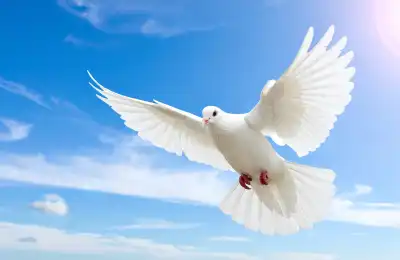 Image of a flying dove.