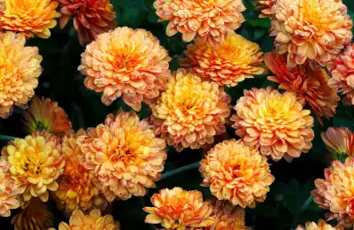 orange Chrysanthemum flowers
