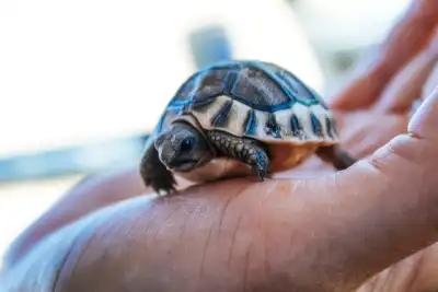 Is It Good Luck to Dream of Turtles?