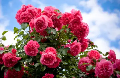 Rose Oil