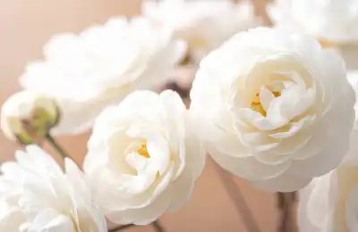 White camellia flowers
