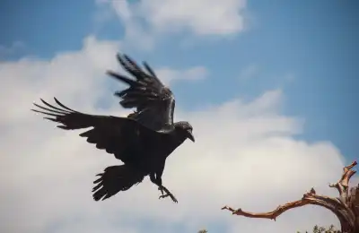 raven outside home