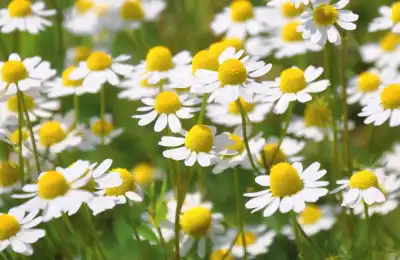 Chamomile