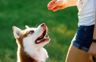 What to Do When a Dog Won’t Leave It
