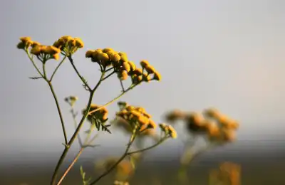 Helichrysum Oil