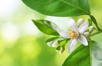 Neroli Oil