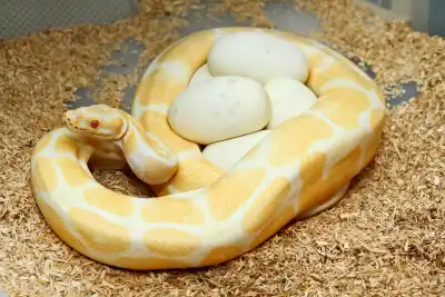 The Symbolism of the Snake