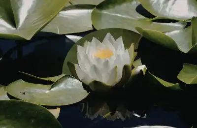 lotus flower in pond