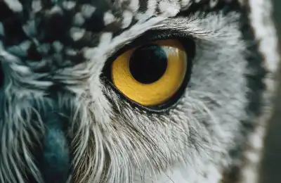 What Does an Owl Tattoo Symbolise?