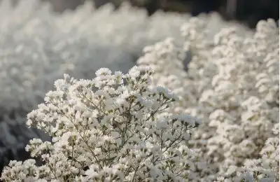 white baby's breath flowers