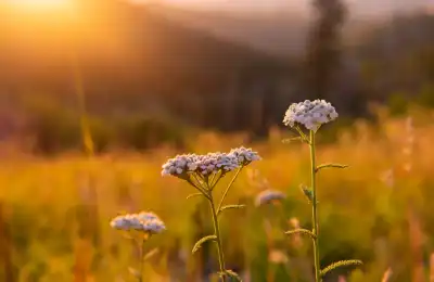Yarrow