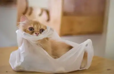 Why Do Cats Like to Eat Plastic