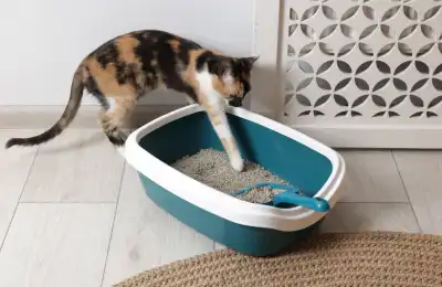 Cat stepping into a litter tray.