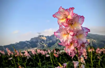 gladiolus pink scenic background