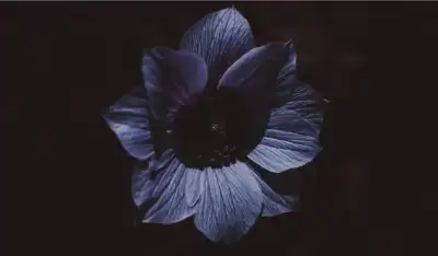 Black Anemone