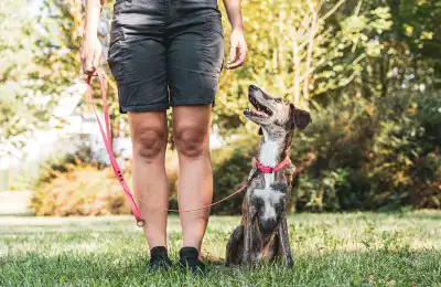 Reinforce Calmness in Your Dog's Daily Life