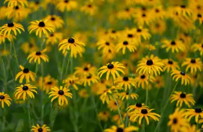 Black-Eyed Susans in field