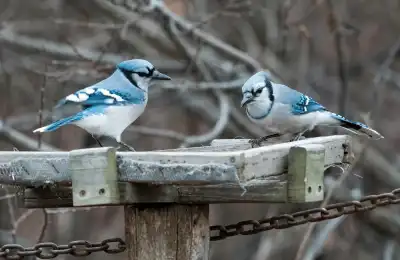 Two blue jays