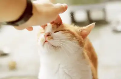 Do Cats Dream About Their Owners?