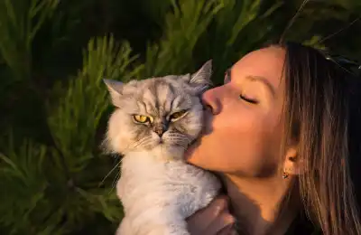 Which Cat Breeds Live the Longest
