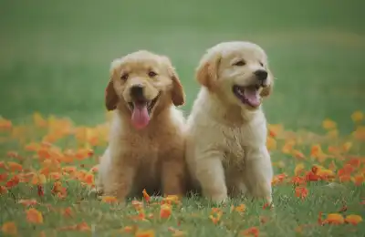 Sit Training Tips for Puppies