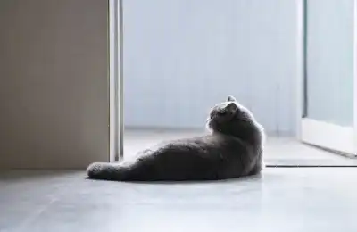 cat staring at wall