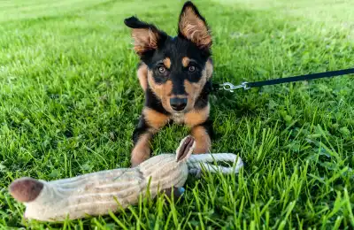 How to Stop a Puppy from Pulling on the Lead