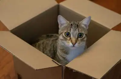 brown cat sitting in cardboard box