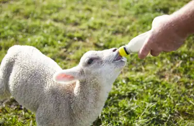 Is it Good or Bad Luck to See a Sheep?